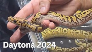 Daytona Reptile expo 2024 Part 1 of 3 [upl. by Ynnelg]