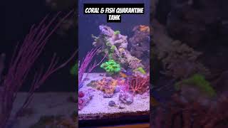 Coral gorgonians and damselfish quarantine [upl. by Sanalda]