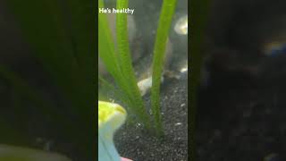 Bichir is healthy and eating [upl. by Audrey]