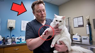 Este pobre gato callejero siguió a Elon Musk lo que pasó después te sorprenderá [upl. by Ronald]