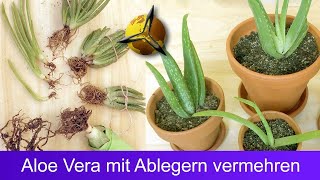 Aloe Vera mit Ableger vermehren [upl. by Darlleen]