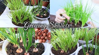 Growing​ Shallots​ ไอเดีย​การปลูกหอมในถ้วยพลาสติก​🌱🌱 [upl. by Hyrup656]