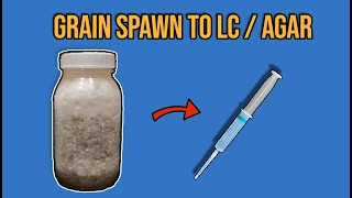 Turning Grain Spawn BACK To Liquid Culture  Agar [upl. by Glassco]