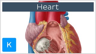 Anatomy of the Heart Ventricles Atria and Functions  Human Anatomy  Kenhub [upl. by Kore739]