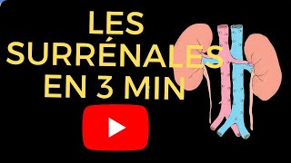 Les glandes surrénales en 3 minutes [upl. by Romano494]