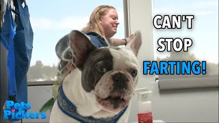 Calvin the Farty French Bulldog [upl. by Magdau]