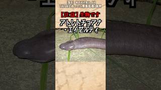 【閲覧注意】Youtubeに誤BANされそうな生物 雑学 動物 [upl. by Ramyaj830]