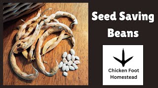 Seed Saving Beans [upl. by Smiley]