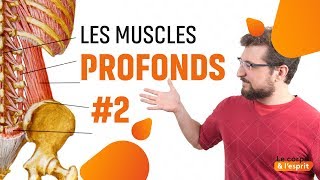 DOULEURS BAS DU DOS CAUSES  EPISODE 7 Muscles Profonds du Dos Partie 2 [upl. by Pradeep]