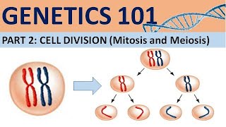 GENETICS 101 Part 2 Cell Division  Mitosis and Meiosis CXC Biology Tutor [upl. by Neehsar842]