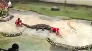 Crocodile Show Goes Wrong [upl. by Namyaw]