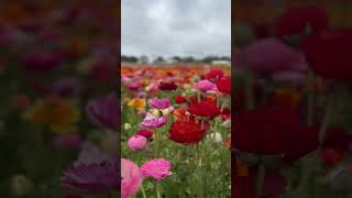 Carlsbad Flower Fields in BLOOM 💐 [upl. by Jojo]