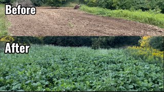 First Year Brand New Brassica Food Plot [upl. by Rudd]