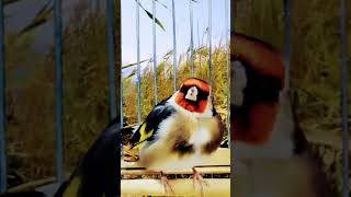 switty goldfinch singing training how to attract goldfinches [upl. by Enihpad]