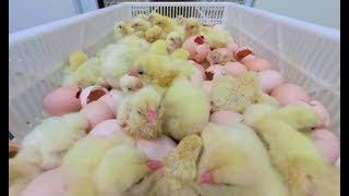 Take a 360° Virtual Reality Tour of a Chicken Hatchery [upl. by Ryter]