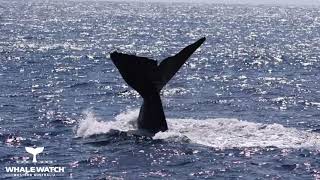 Bremer Canyon Sperm Whales Breaching [upl. by Redneval]