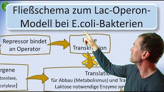 LacOperonModell der SubstratInduktion für LaktoseAbbau bei EcoliBakterien in einem Fließschema [upl. by Elboa355]