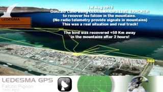 LEDESMA GPS BIRD TRACKER  Real situation recovering a falcon with the GPS [upl. by Assilav]