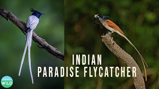 Two colors of the male Indian Paradise Flycatcher  The Bird from Paradise [upl. by Yendyc]