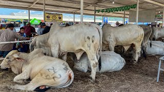 Le dimos fin a toda la feria ganadera de Jutiapa Guatemala 😍😱 [upl. by Harras]