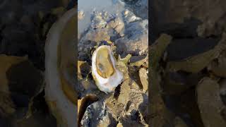 Wow Find A lot Oyster And So Fresh After Low Tide oyster fishinglife 100kviewsviralvideo [upl. by Ut]