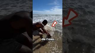 Cet homme trouve ce poisson au bord de la mer 🌊 [upl. by Airotciv269]