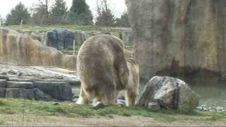 IJSBEREN liefde in Diergaarde Blijdorp  Polar bears mating in Rotterdam Zoo [upl. by Akimik]