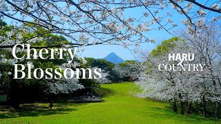 Cherry Blossoms of SASEBO  佐世保の桜・天神山公園 ＆ 干尽公園 sakura【4K】 [upl. by Leind466]