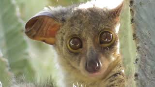 CUTEST FACE EVER Thicktailed bushbaby [upl. by Anselm]