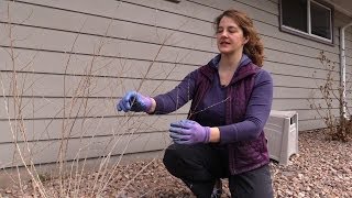 How to Prune Russian Sage in Spring [upl. by Anoid]