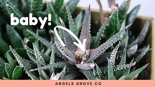 Succulent Propagation Haworthia Cutting Update [upl. by Alasdair]