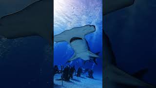 Hammerhead Encounters Bahamas Life🦈🌴💙🐬🤿🌊shorts youtubeshorts shortvideo viralvideo trending [upl. by Giorgio818]