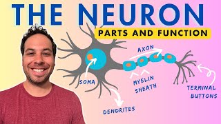 What is a Neuron Parts and Function [upl. by Corella212]