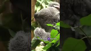 You wont believe what koalas are capable of Adorable or deadly [upl. by Uohk]