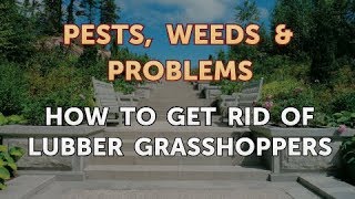 How to Get Rid of Lubber Grasshoppers [upl. by Ahsenahs736]