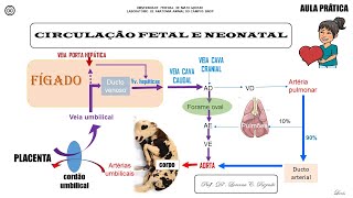 Aula prática 7 Circulação fetal e neonatal [upl. by Ossy799]