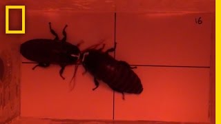 Cockroach vs Cockroach Watch How These Insects Fight For Love  National Geographic [upl. by Minnaminnie493]