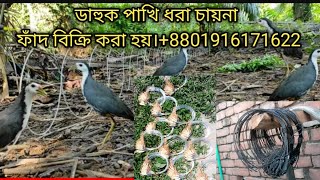 waterhen dahuk Bird trap huntingkora pakhir faddahuk pakhir ringtonehash dhora china janggi fad [upl. by Iron]