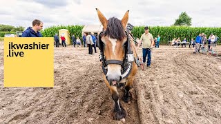 TRAILER 1’ Belgische trekpaarden op ploegdag WestVlaamse Paardenkwekersbond  Belgian Draft Horse [upl. by Myranda51]