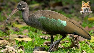 Hadada Ibis  Conheça essa Fascinante Ave Africana [upl. by Erlinna]