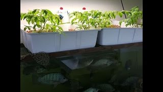 Hydroponics Growing System With Fish [upl. by Pohsib]