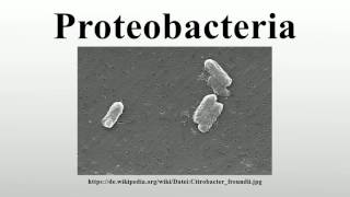 Proteobacteria [upl. by Alebasi]