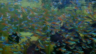 Neon tetra fisf Feeding [upl. by Noreh]