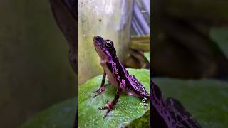 Purple Toads Atelopus barbotini purpletoad explore feeding fyp reptilelover amphibians poison [upl. by Hgielrac]