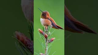 Longest migratory hummingbird shorts Rufous hummingbird [upl. by Fulbert]