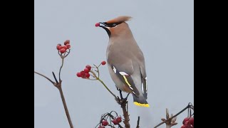 Waxwing 3 30Dec2023 [upl. by Marley]