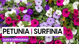 Surfinia 3 segreti per curare al meglio la Petunia ricadente [upl. by Lerual]