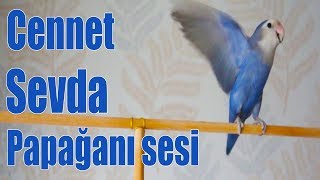 Cennet Papağanı Ötüşü Sesi  Lovebirds Singing [upl. by Ahsienak]