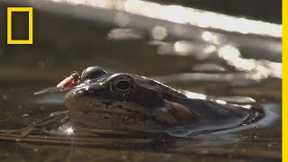 Frogs Come Alive After Winter Thaw  National Geographic [upl. by Revned]