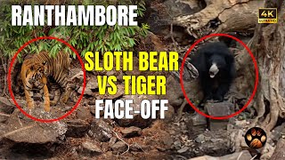 Tiger and Sloth Bear Face Off in Ranthambore Zone 10  Exclusive Close Encounter with Tiger [upl. by Lotsyrc]